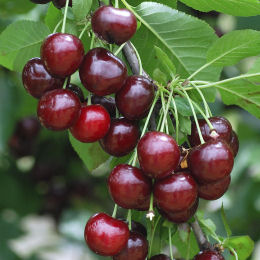 Prunus cerasus Carmine Jewel